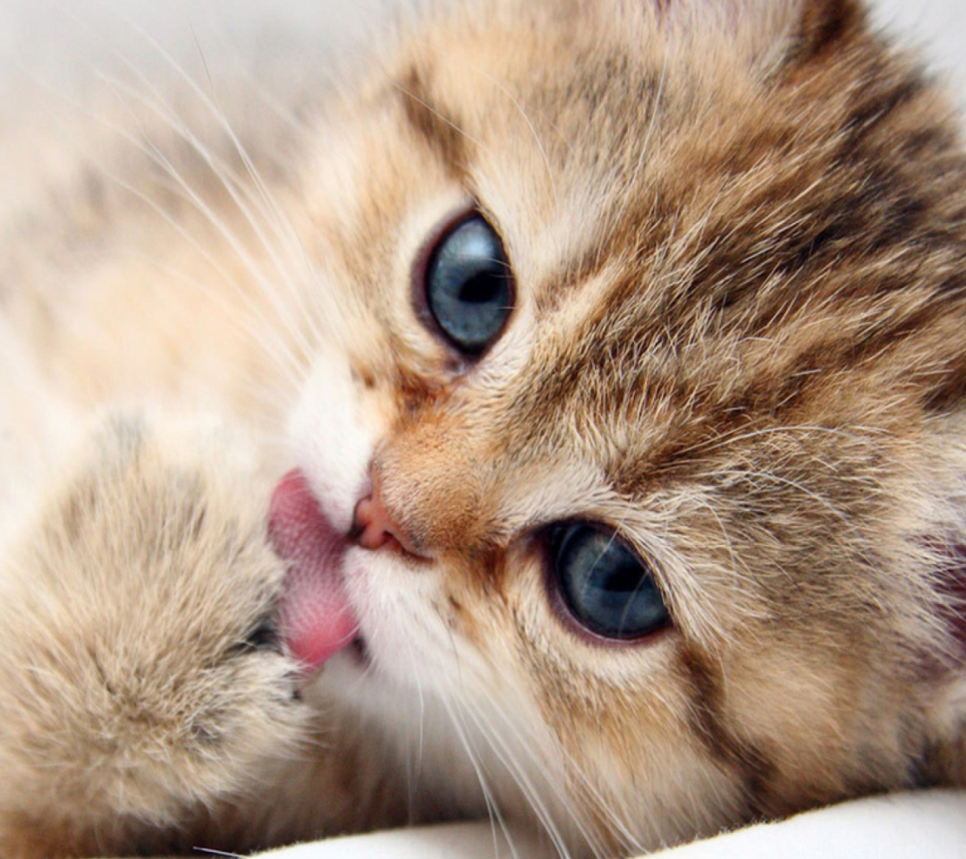 Das Sweet Kitten Wallpaper 1080x960