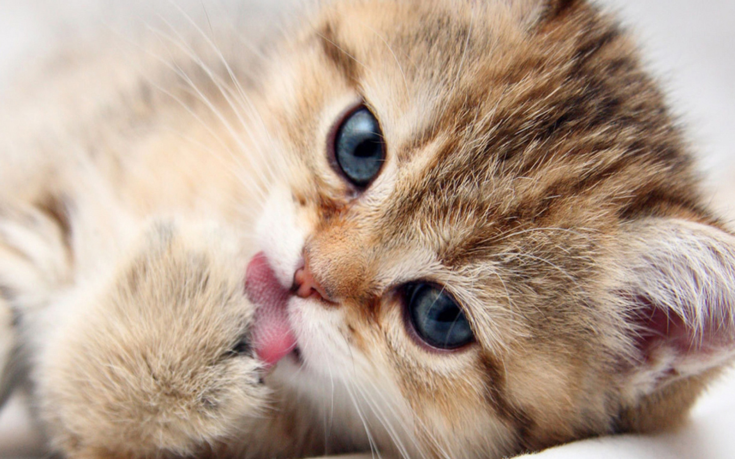 Sweet Kitten wallpaper 1440x900