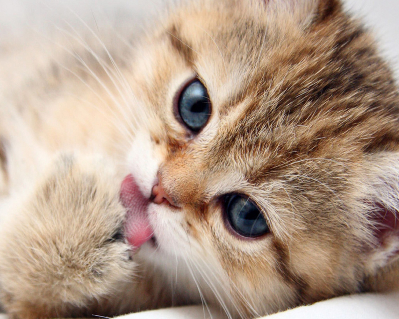 Sweet Kitten screenshot #1 1600x1280