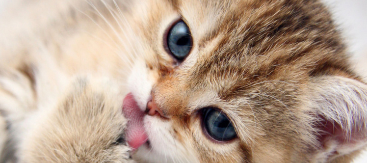 Das Sweet Kitten Wallpaper 720x320