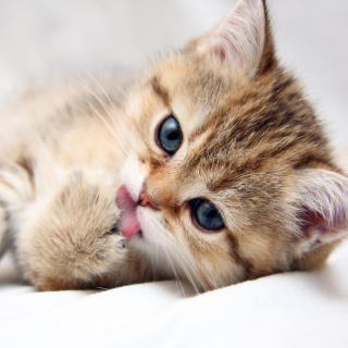 Sweet Kitten papel de parede para celular para HP TouchPad