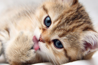 Kostenloses Sweet Kitten Wallpaper für Android, iPhone und iPad