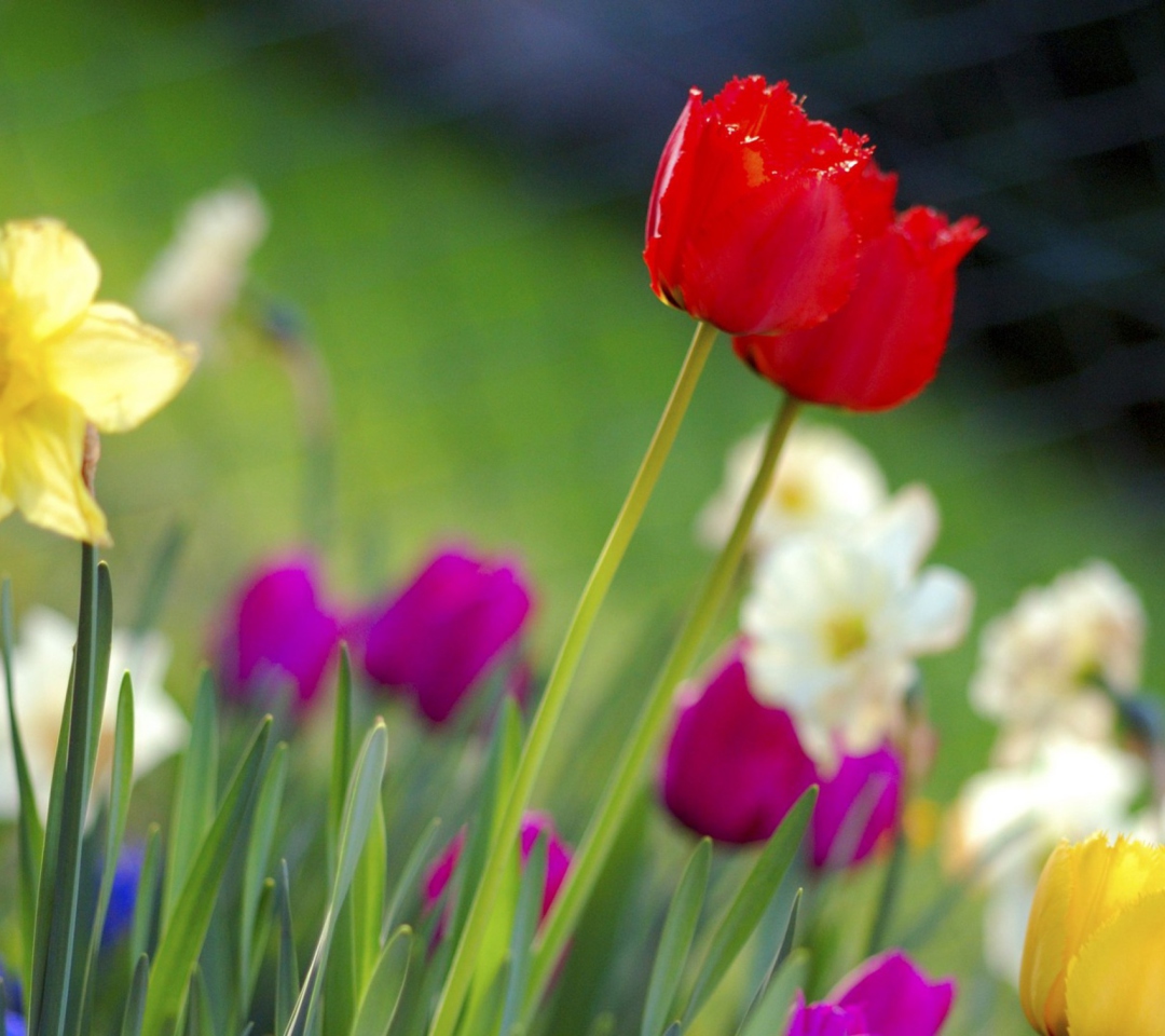 Fondo de pantalla Colorful Garden Flowers 1080x960