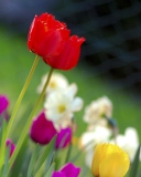 Das Colorful Garden Flowers Wallpaper 128x160