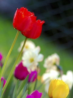 Fondo de pantalla Colorful Garden Flowers 240x320