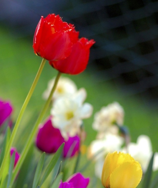 Kostenloses Colorful Garden Flowers Wallpaper für LG Flare