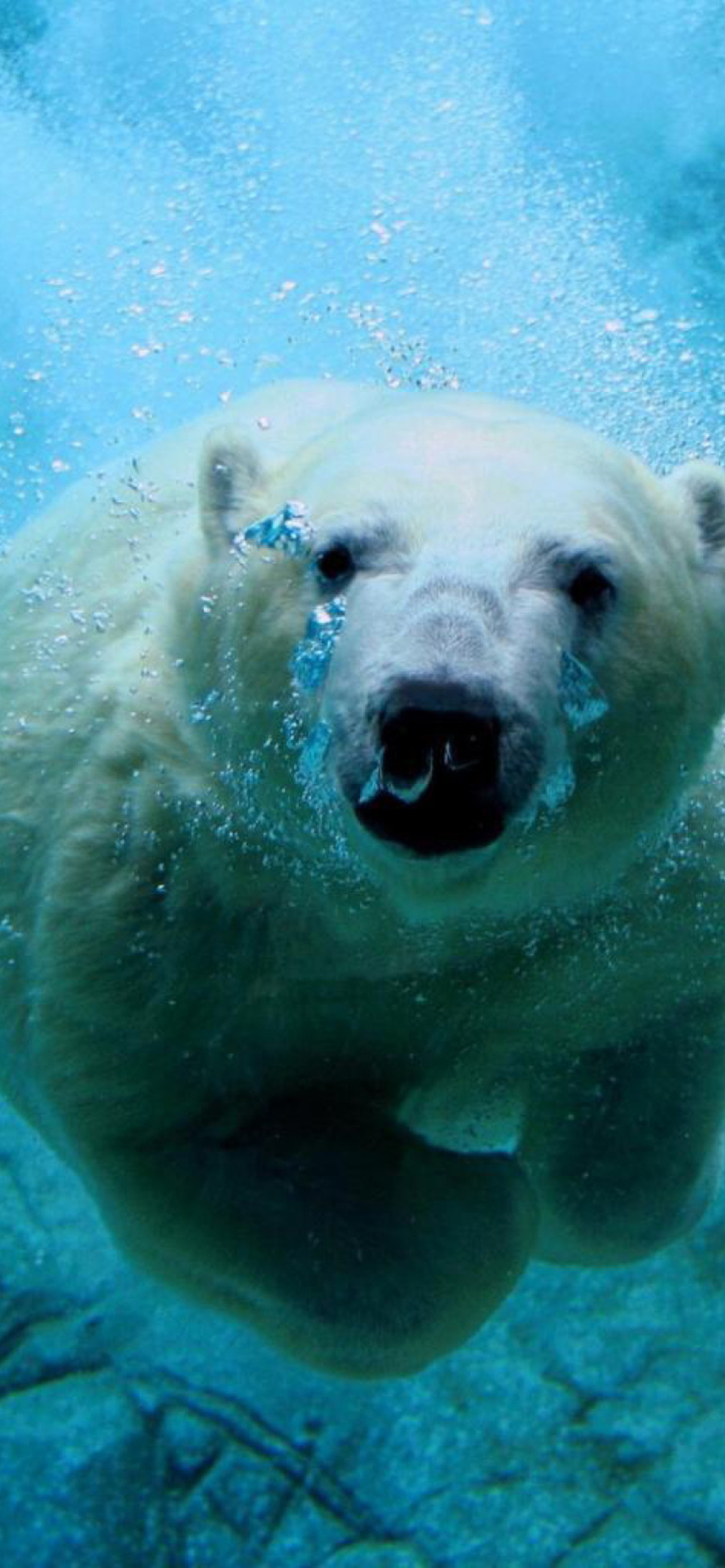 Fondo de pantalla Polar Bear Swimming 1170x2532