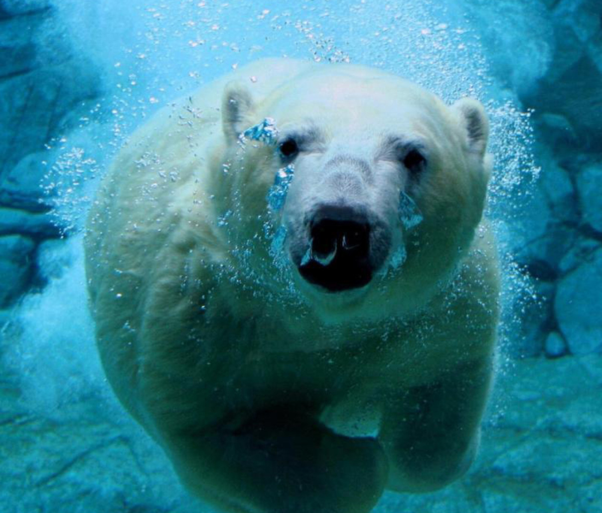 Polar Bear Swimming wallpaper 1200x1024