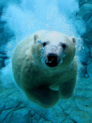 Screenshot №1 pro téma Polar Bear Swimming 132x176