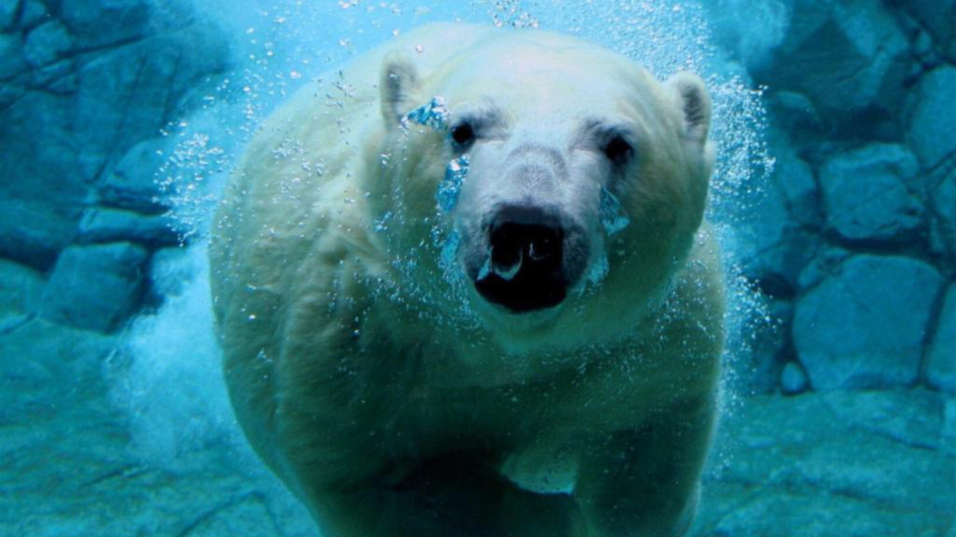 Fondo de pantalla Polar Bear Swimming 1366x768