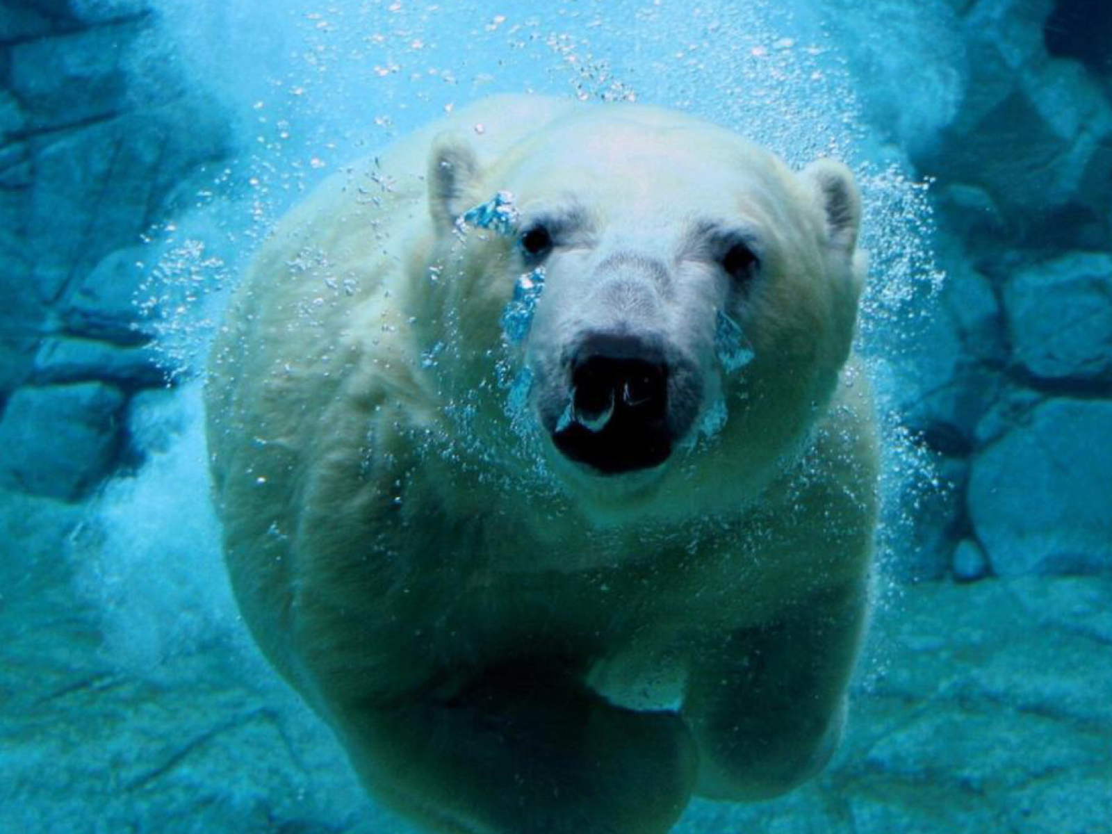 Fondo de pantalla Polar Bear Swimming 1600x1200