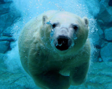Fondo de pantalla Polar Bear Swimming 220x176