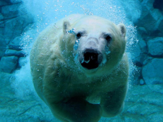 Fondo de pantalla Polar Bear Swimming 320x240