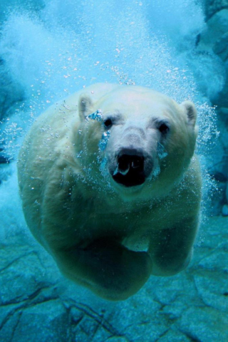 Fondo de pantalla Polar Bear Swimming 320x480
