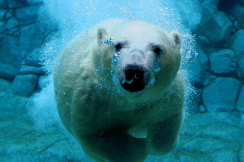 Das Polar Bear Swimming Wallpaper 480x320