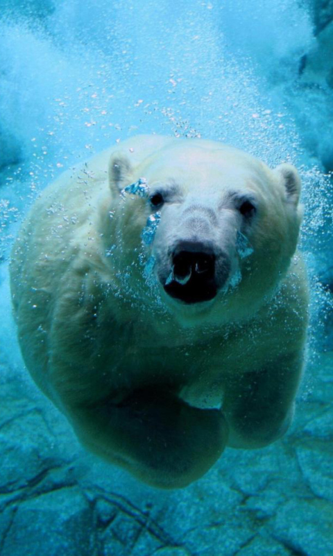 Fondo de pantalla Polar Bear Swimming 480x800