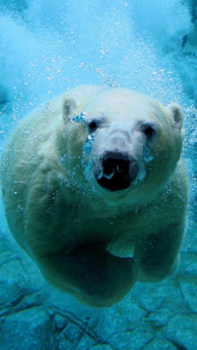 Fondo de pantalla Polar Bear Swimming 640x1136