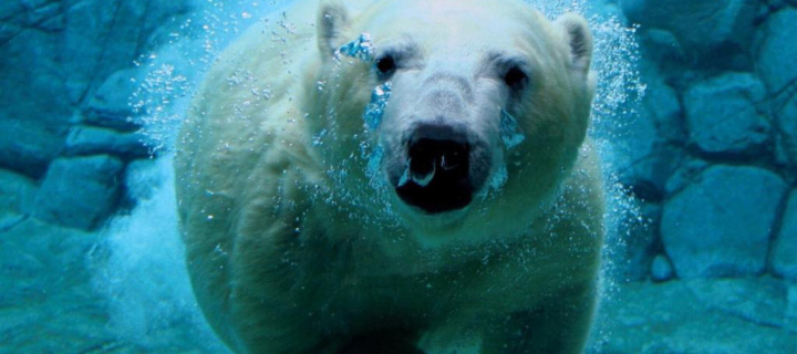 Das Polar Bear Swimming Wallpaper 720x320
