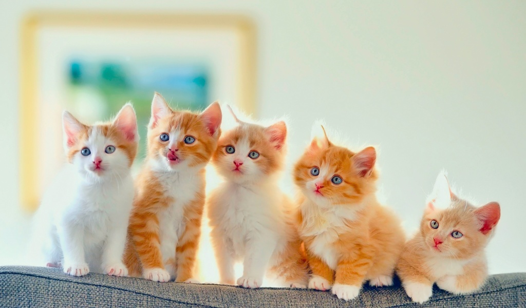 Cute Kittens wallpaper 1024x600