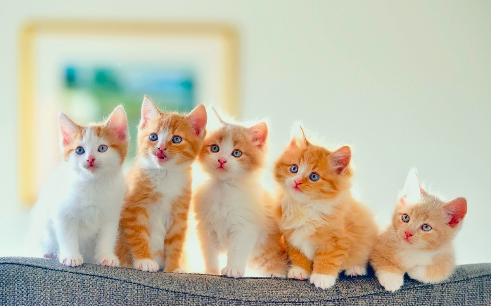 Screenshot №1 pro téma Cute Kittens 1680x1050