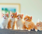 Cute Kittens screenshot #1 176x144