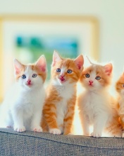 Das Cute Kittens Wallpaper 176x220