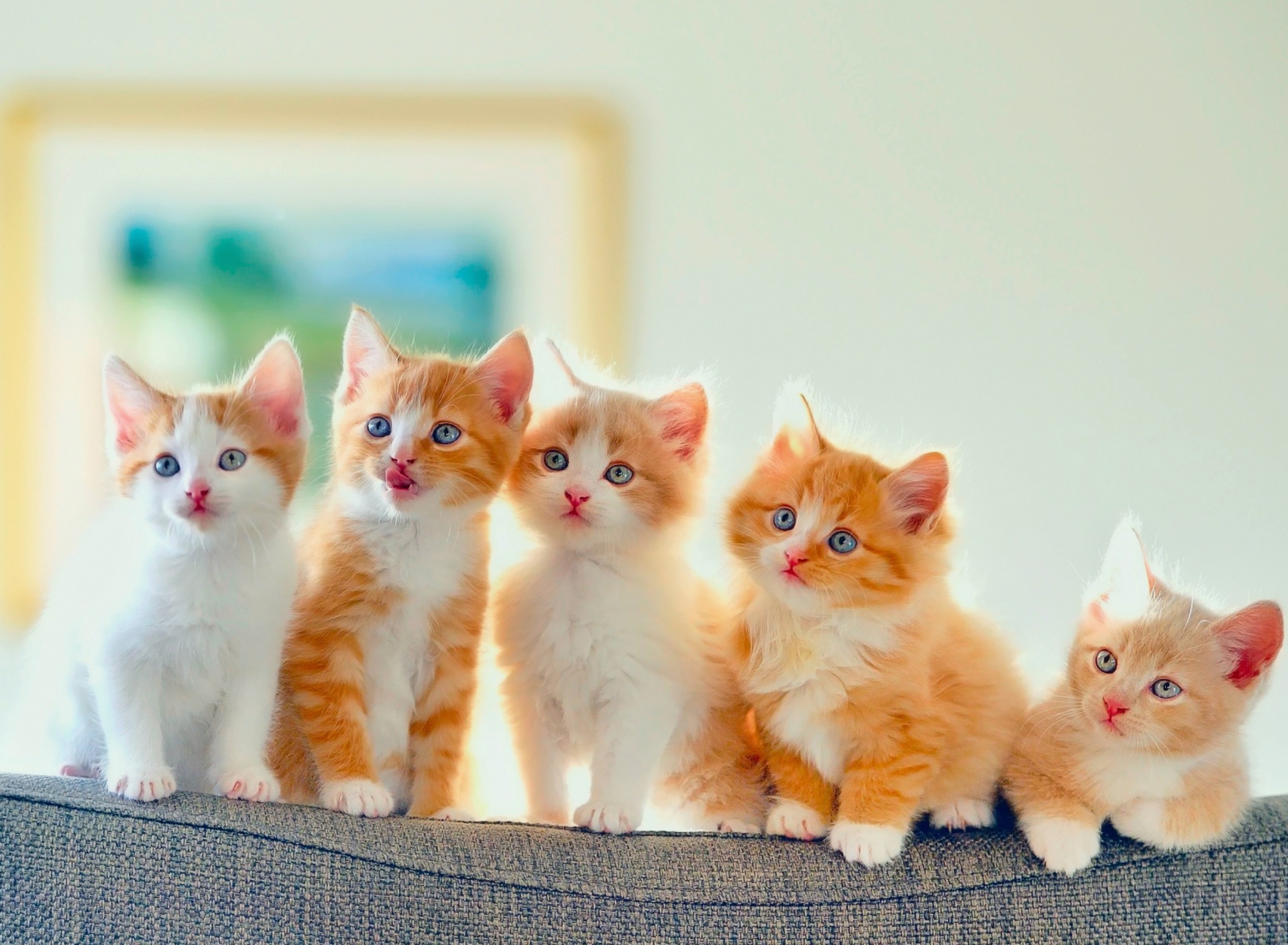 Обои Cute Kittens 1920x1408