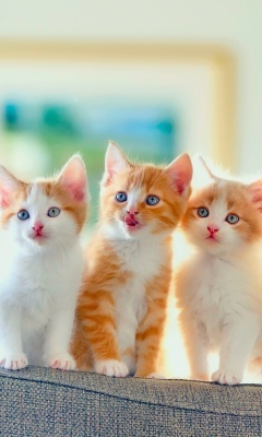 Das Cute Kittens Wallpaper 240x400