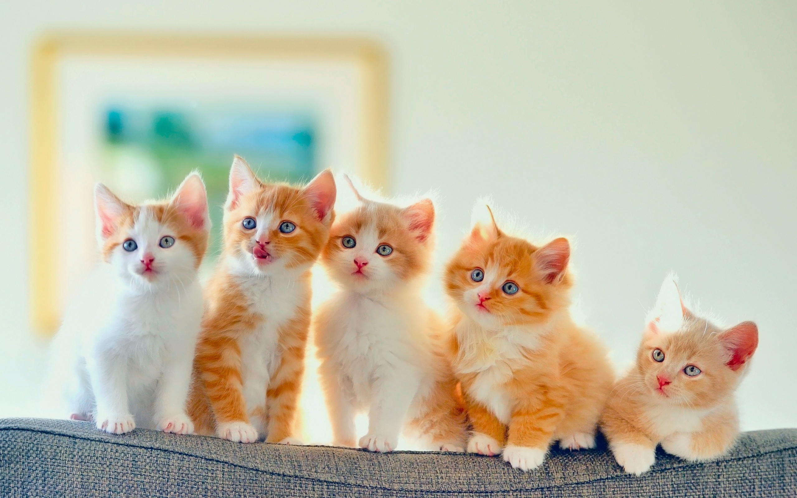 Screenshot №1 pro téma Cute Kittens 2560x1600