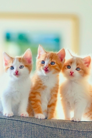 Das Cute Kittens Wallpaper 320x480