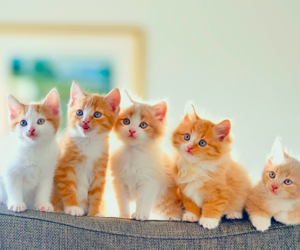 Cute Kittens screenshot #1 960x800