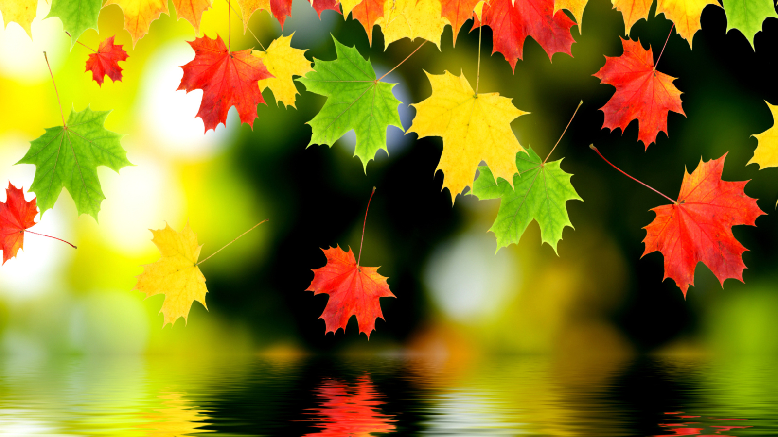 Treetops In Autumn screenshot #1 1600x900