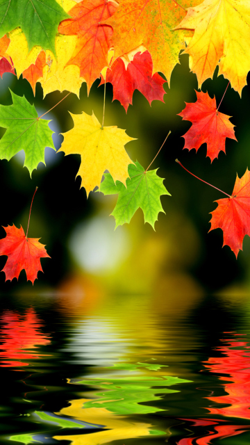 Treetops In Autumn wallpaper 360x640