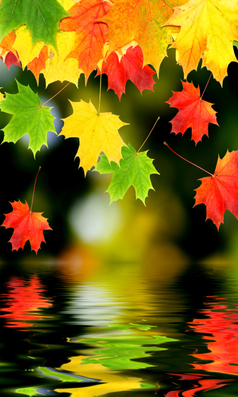 Treetops In Autumn screenshot #1 480x800