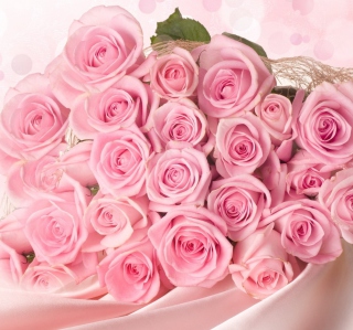 Pink Roses sfondi gratuiti per iPad mini