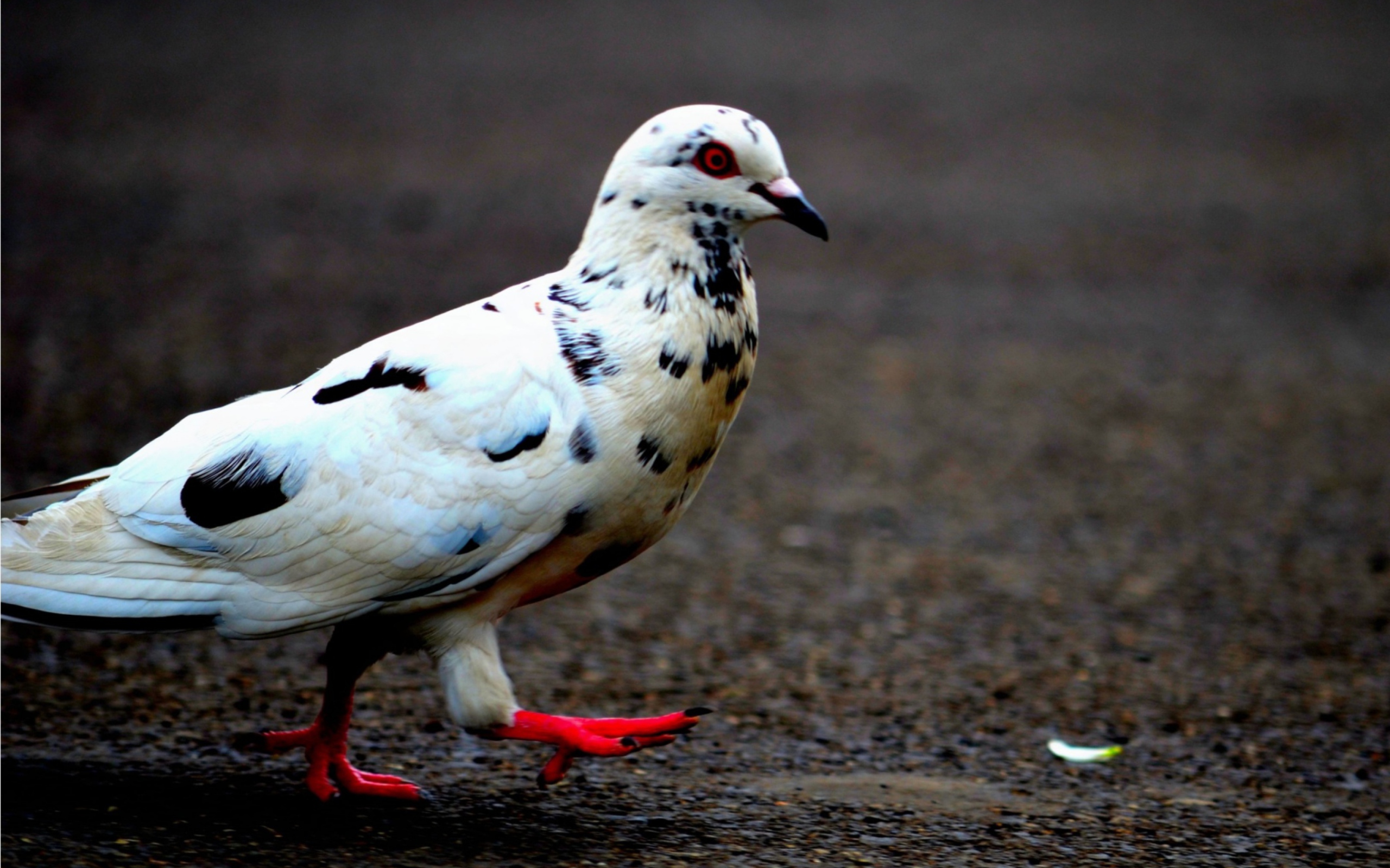 Pigeon wallpaper 2560x1600