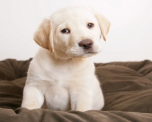 Labrador Retriever wallpaper 220x176