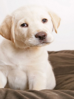 Labrador Retriever screenshot #1 240x320