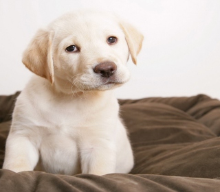 Labrador Retriever sfondi gratuiti per iPad mini