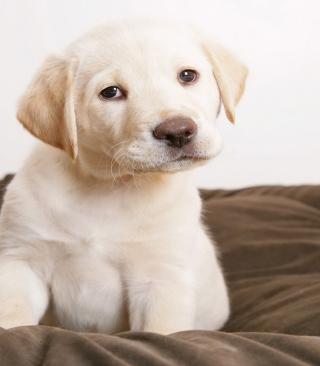 Labrador Retriever - Obrázkek zdarma pro iPhone 6 Plus