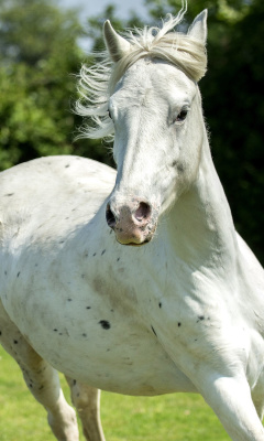 Horse racing in the United States screenshot #1 240x400