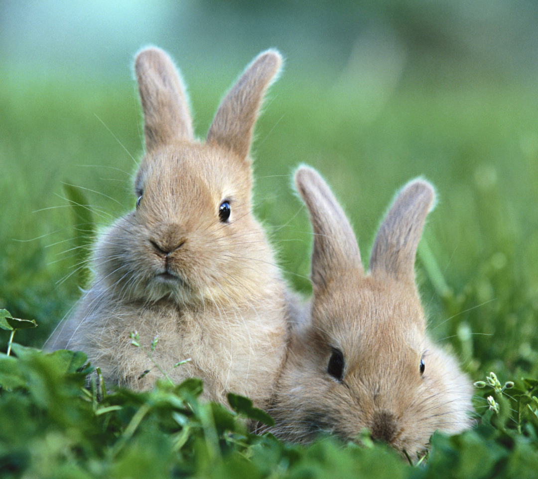 Обои Puppy Rabbits 1080x960