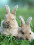 Sfondi Puppy Rabbits 132x176