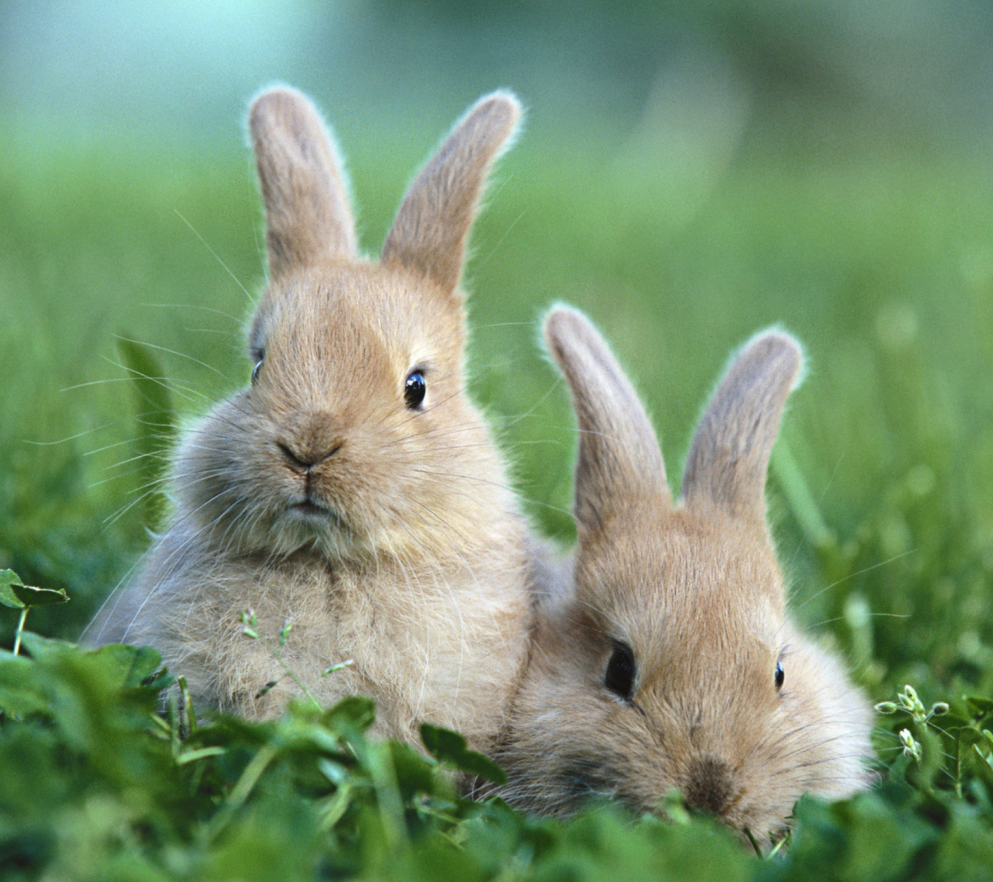 Обои Puppy Rabbits 1440x1280
