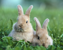 Fondo de pantalla Puppy Rabbits 220x176