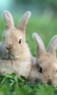 Puppy Rabbits wallpaper 240x400