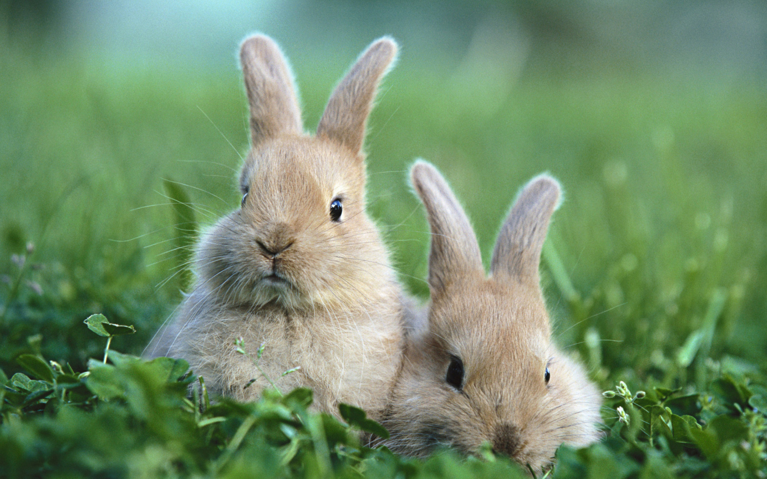 Puppy Rabbits wallpaper 2560x1600