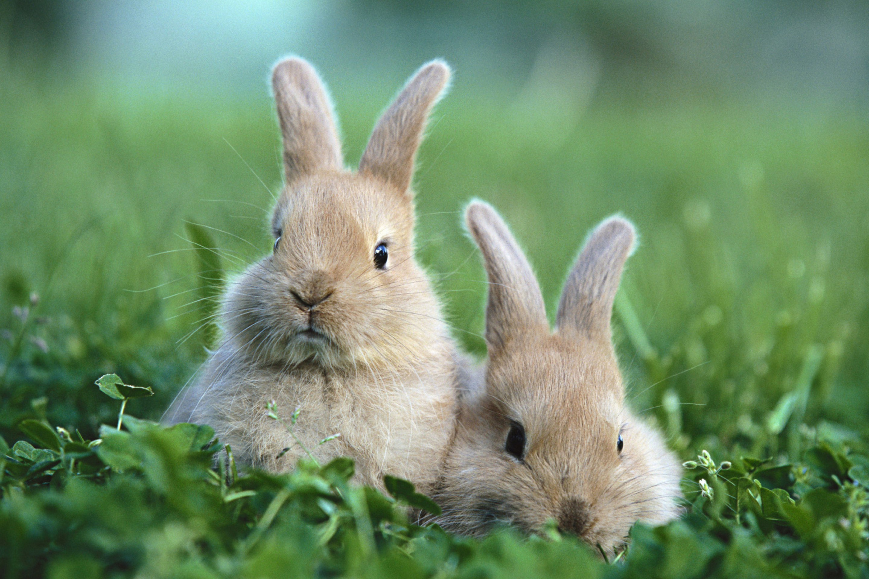 Grass animals. Зайчики. Красивый кролик. Обои на рабочий стол кролик. Кролик картинка.