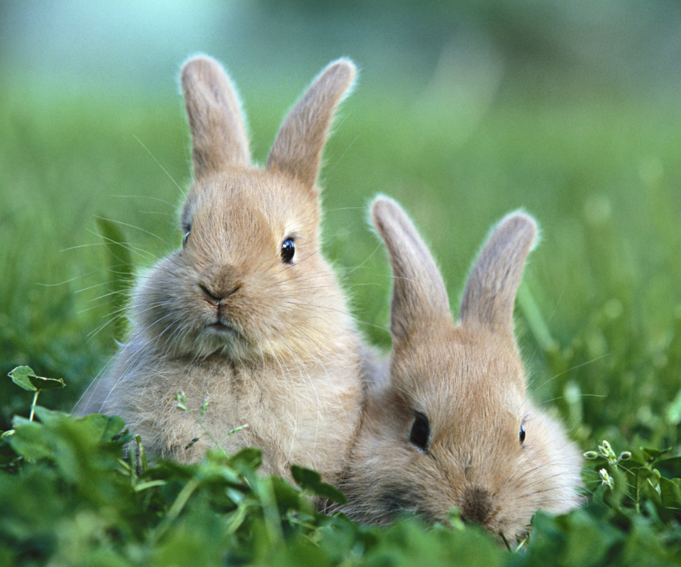 Puppy Rabbits wallpaper 960x800