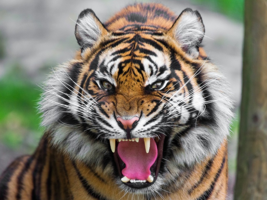Angry Tiger wallpaper 1024x768
